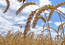 Белорусская железная дорога полностью обеспечивает заявки сельскохозяйственных предприятий на перевозку зерна урожая нынешнего года