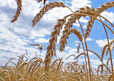 Белорусская железная дорога полностью обеспечивает заявки сельскохозяйственных предприятий на перевозку зерна урожая нынешнего года.