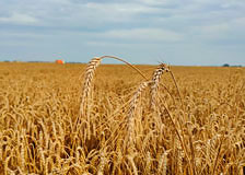 Сельскохозяйственные предприятия Белорусской железной дороги продолжают уборку урожая зерновых культур
