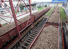 Белорусская железная дорога перевезла уже более 500 тысяч тонн сахарной свеклы нового урожая